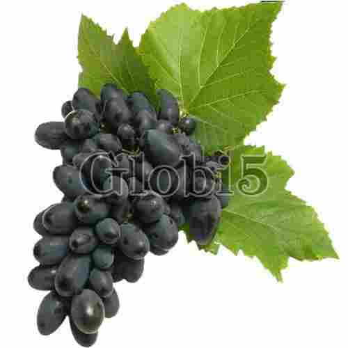 Fresh Natural Sweet Juicy Taste Healthy Organic Black Grapes