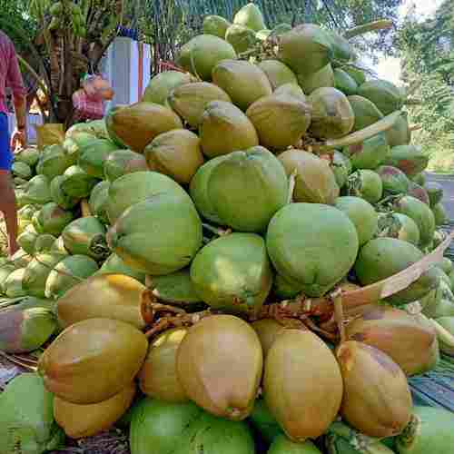 A Grade Green Fresh Tender Coconut