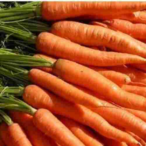 Natural Delicious Rich Taste Good For Health Fresh Red Carrot