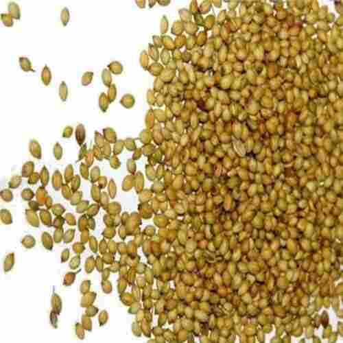 No Artificial Flavour Added Gluten Free Healthy Organic Coriander Seeds