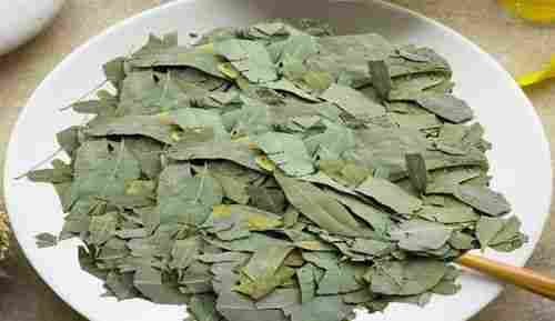 Green Dried Medicinal Eucalyptus Nilgiri Leaf