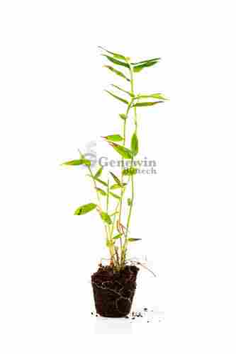 Bamboo- Dendrocalamus Brandisii Plant - Primary Harden (Net Pot)