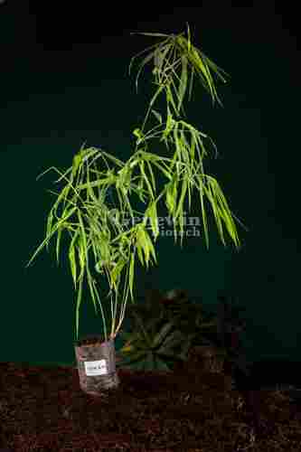 Bamboo- Dendrocalamus Stocksii- Secondary Harden (Polybag) (Pack of 250 Plants)