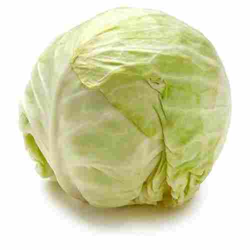 Natural Fresh Green Cabbage for Cooking
