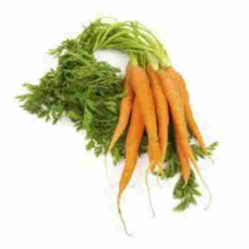 Natural Delicious Taste Good For Health Organic Fresh Red Carrot