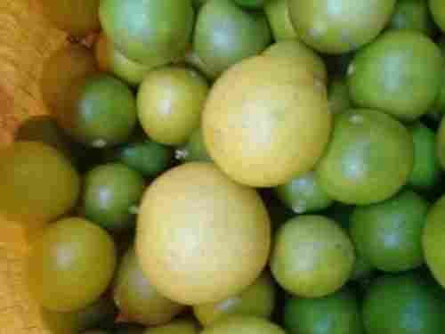 Sour Natural Taste Easy To Digest Healthy Organic Fresh Lemon