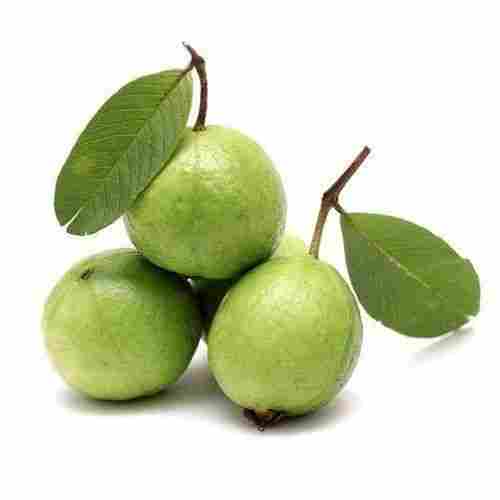 High Nutrition Sweet Taste Healthy Green Fresh Guava