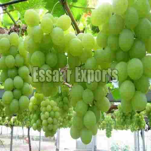 Pesticide Free Juicy Natural Sweet Taste Healthy Organic Green Fresh Grapes