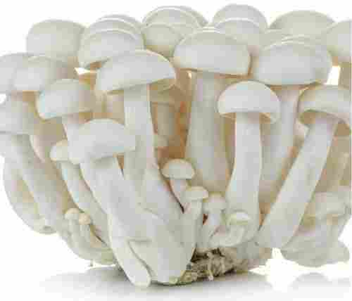 High Quality Good In Taste Healthy Creamy Milky Mushroom