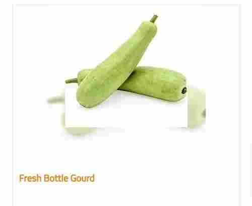 Organic and Fresh Bottle Gourd with 2% Calcium