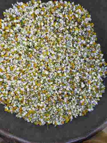 Fresh German Chamomile Flowers With Light Breathable Fragrance
