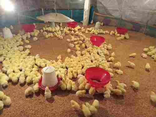 High Nutritional Disease Free Light Yellow Farming Live Broiler Chicks