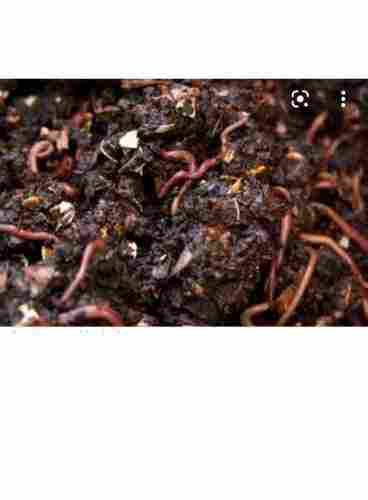 Brown Color Bio Grade Organic Vermi Compost Fertilizer 