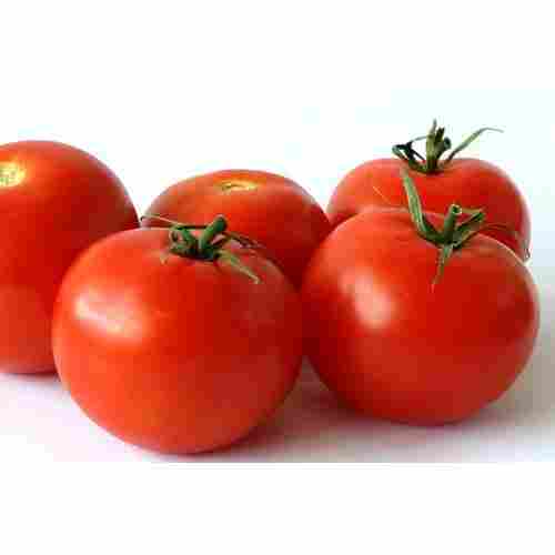 Maturity 100% Rich Natural Taste Mild Flavor Healthy Organic Red Fresh Tomato
