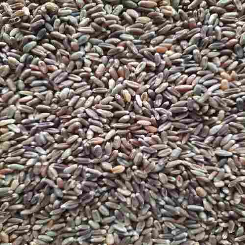 Healthy Natural Taste Dried Organic Black Wheat Seeds