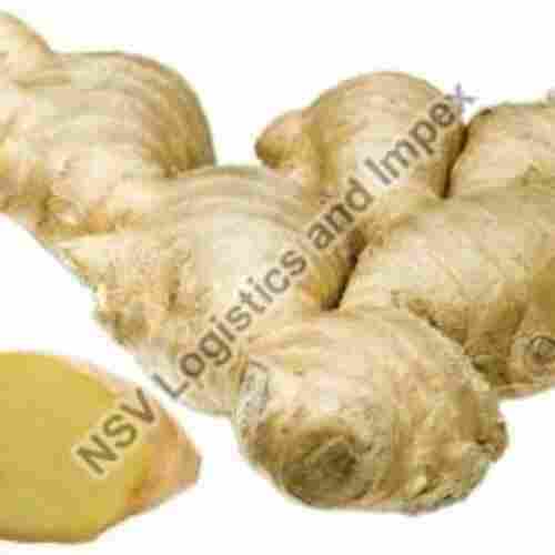 Oil Content 1 or 2 Percent Rich Natural Taste Healthy Organic Brown Fresh Ginger