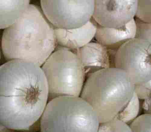 A Grade 100% Pure and Natural Fresh Organic White Onion