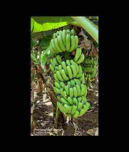 Healthy and Nutritious Fresh Naturally Sweet Green Banana 