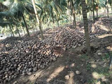 Brown 100% Pure Ad Natural Chips Type Coconut Husked For Making Blocks