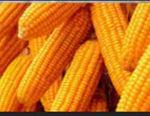 100% Pure High In Protein Easy To Cook Organically Grown Sweet Yellow Thornless Corn Maize