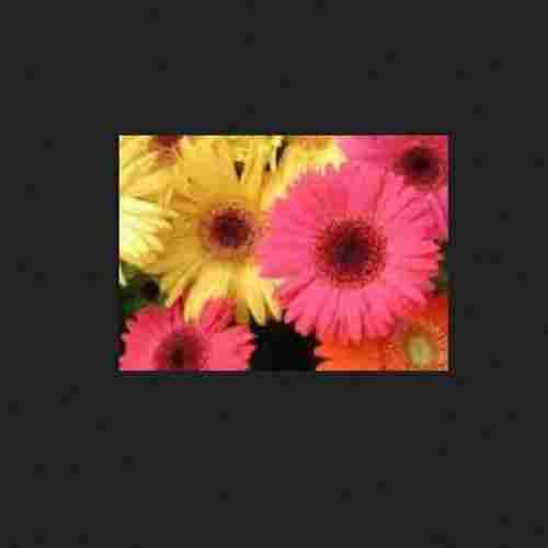 Multi Colors Natural Fresh Gerbera Flower Without Vase For Gift And Decoration