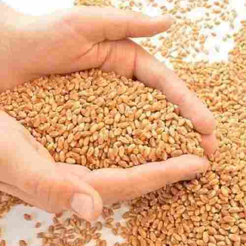 A Grade Milling Wheat Grain