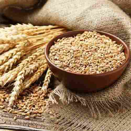 Energy 327 Calories Healthy Natural Rich Taste Dried Brown Organic Wheat Grain