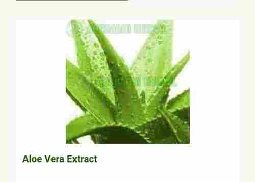Liquid Form Green Color Herbal A Grade Aloe Vera Extract