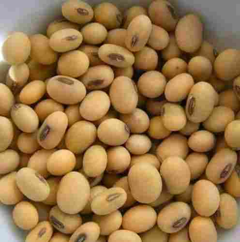 Wholesale Price Export Quality Dried Whole Soybean Seed For Cooking, 50 Kg Bag