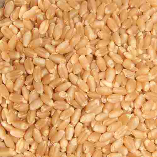 Rich Natural Taste Healthy Dried Brown Lokwan Wheat Seeds