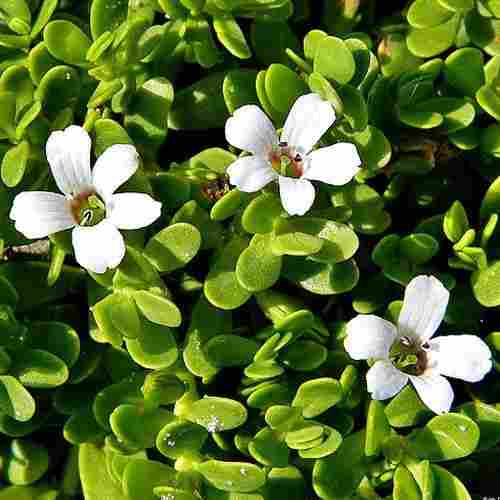 100% Natural Bacopa Extracts 10%