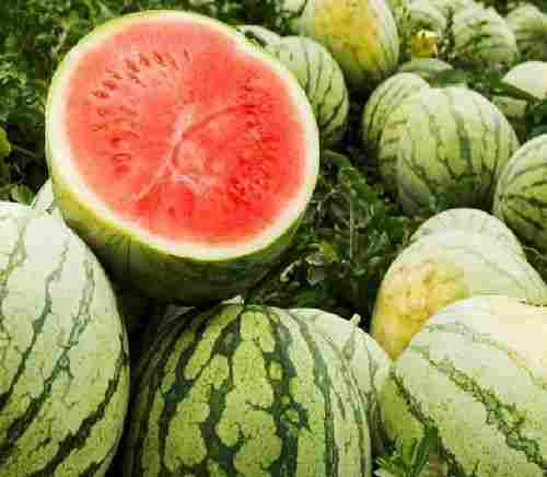 Juicy Rich Natural Delicious Taste Organic Green and Red Fresh Watermelon