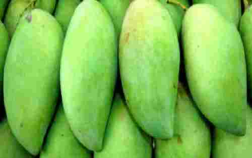 Sweet Delicious Rich Natural Taste Healthy Organic Green Fresh Mango