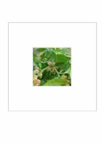 Herbal Free From GMO Withania Somnifera Extract, Ashwagandha Extract without Artificial Color and Flavor