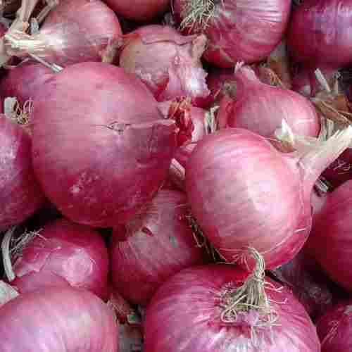 No Preservatives Natural Rich Taste Red Organic Fresh Garba Onion