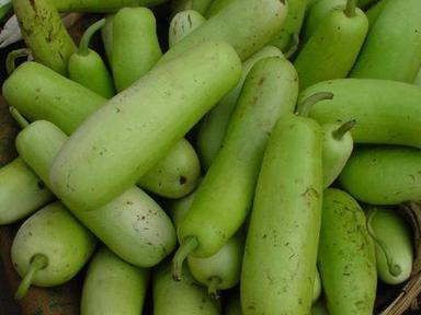 Rich Natural Taste Healthy Green Organic Fresh Bottle Gourd Shelf Life: 1 Months