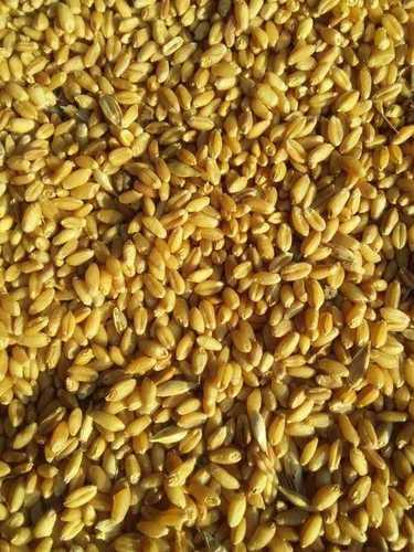 As Per Requirement High Grade Milling Wheat