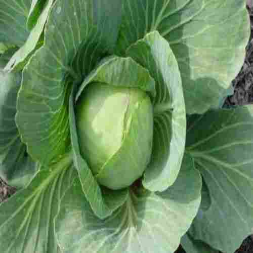 Maturity 100 Percent Long Shelf Life Rich Natural Taste Organic Green Fresh Cabbage