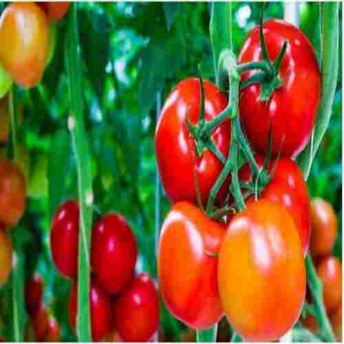 Mild Flavor Healthy Natural Rich Taste Organic Red Fresh Tomato