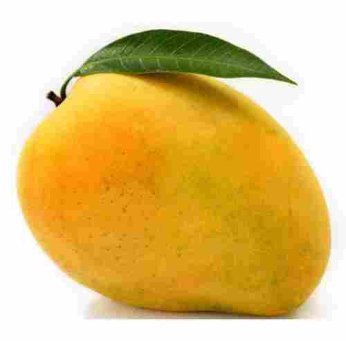 Summer Season Special Fresh Gluten-Free Sweet Whole Mango Fruit