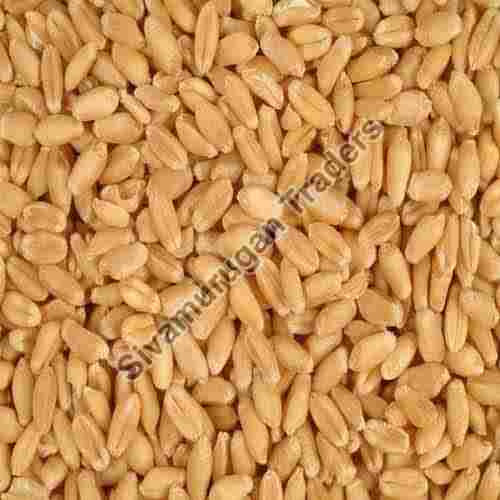 Rich Natural Delicious Taste Healthy Brown Organic Wheat Seeds