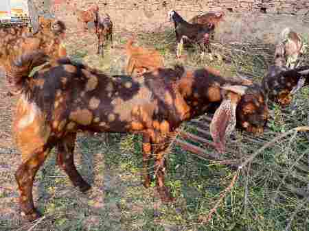 Sirohi Male And Female Goat