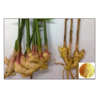 Dried Gingerol 5% Ginger Extract Powder