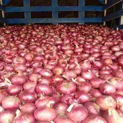 Maturity 99 Percent Rich Healthy Natural Taste Organic Fresh Red Onion