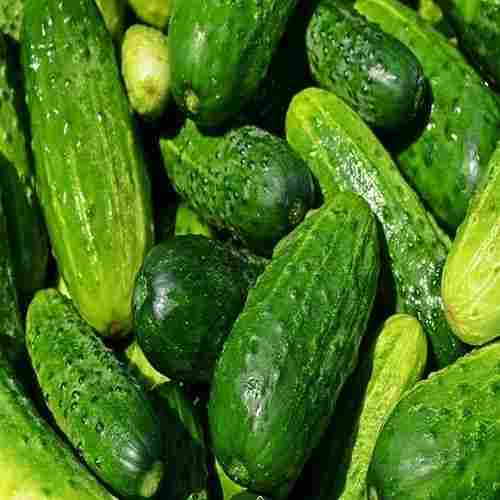 High Fibre Healthy Natural Rich Taste Green Fresh Cucumber