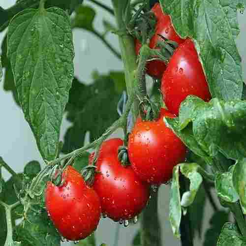 Mild Flavor Rich in Vitamin Healthy Natural Taste Red Fresh Tomato