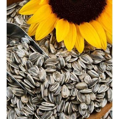 Purity 99.9 Percent Rich Natural Taste Healthy Dried Organic Black Sunflower Seeds Purity: 99.9%