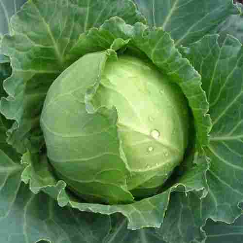 Maturity 100 Percent Healthy Rich Natural Taste Organic Green Fresh Cabbage