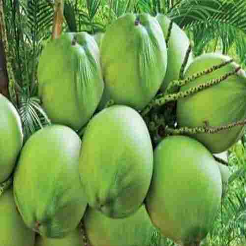Rich in Water Healthy Natural Taste Green Fresh Tender Coconut