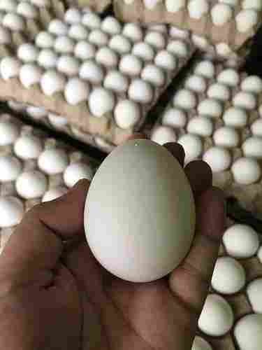 Medium Size Fresh White Farm Chicken Eggs